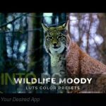 VideoHive – Wildlife Moody Luts [CUBE] Free Download