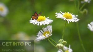VideoHive-Butterfly-Pack-Element-3D-AEP-Offline-Installer-Download-GetintoPC.com_.jpg